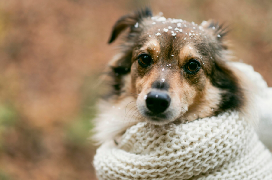 Campanha arrecada cobertores e roupas para proteger animais do frio em Rio Preto